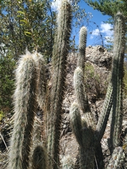 Oreocereus pseudofossulatus