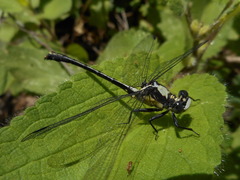 Octogomphus specularis