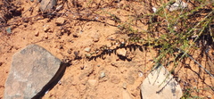 Curio radicans