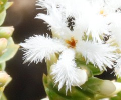 Leucopogon simulans