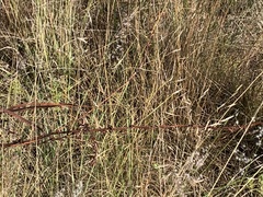 Gladiolus crassifolius