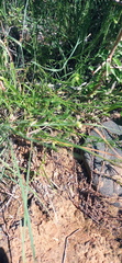 Curio radicans