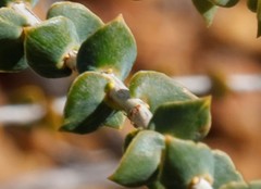 Leucopogon simulans