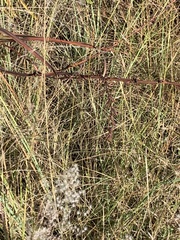 Gladiolus crassifolius