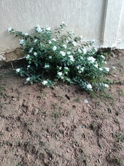 Catharanthus roseus