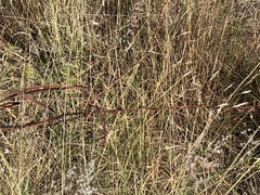 Gladiolus crassifolius