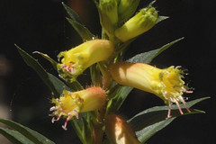 Cuphea micropetala