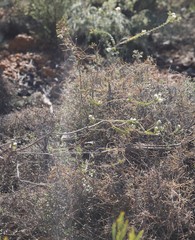 Leucopogon simulans