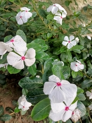 Catharanthus roseus