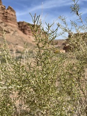 Haloxylon ammodendron