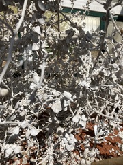 Petalidium englerianum