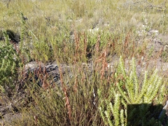 Rhodocoma fruticosa