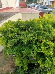 Duranta erecta
