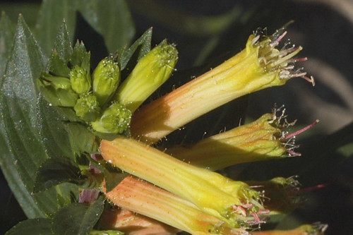 Cuphea micropetala