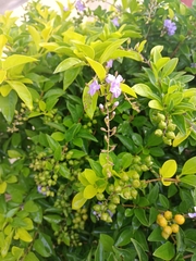 Duranta erecta