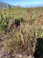 Rhodocoma fruticosa