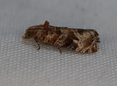 Lobesia xylistis