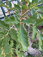 Kigelia