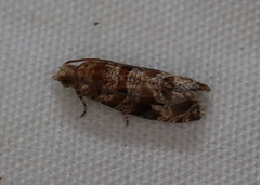 Lobesia xylistis