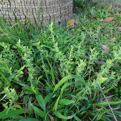 Carlowrightia texana