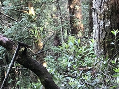 Strix occidentalis caurina