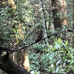 Strix occidentalis caurina