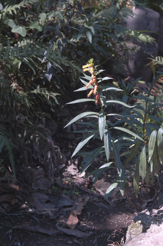 Cuphea micropetala