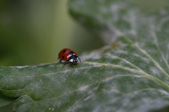 Coccinella septempunctata