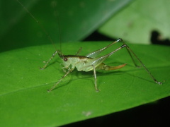 Phlugiolopsis yaeyamensis