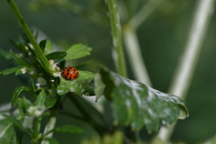 Harmonia axyridis