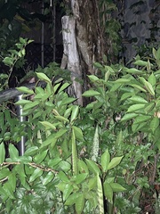 Triadica cochinchinensis