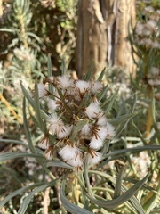 Senecio sarcoides