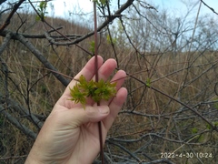 Clematis brevicaudata