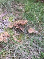 Armillaria luteobubalina