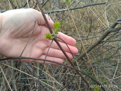 Clematis brevicaudata