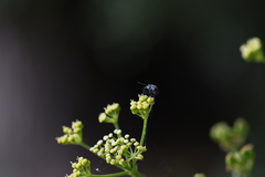 Lucilia