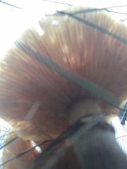 Armillaria luteobubalina