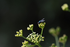 Lucilia