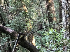 Strix occidentalis caurina