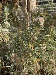 Senecio sarcoides