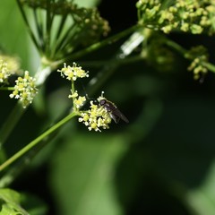 Brachycera