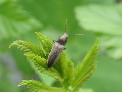 Cidnopus aeruginosus