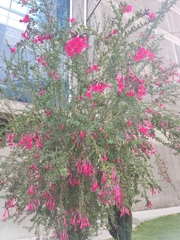 Cantua