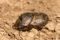 Onthophagus medius