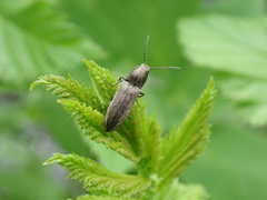 Cidnopus aeruginosus