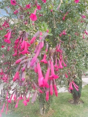Cantua