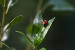 Coccinella septempunctata