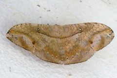 Eupterote patula