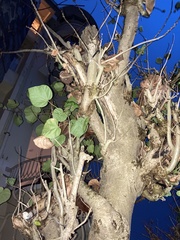 Dombeya wallichii