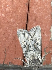 Egira crucialis